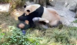 熊猫奶妈爆料视频,揭秘育儿日常与温馨瞬间