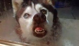 大哥爆料二哈视频播放全集,二哈爆笑全集，笑料横生，不容错过！